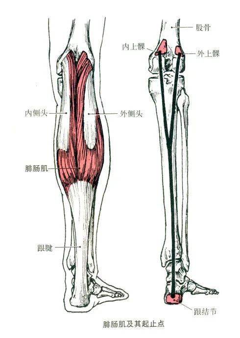 最全的肌肉起,止点 图解,赶紧收藏备用