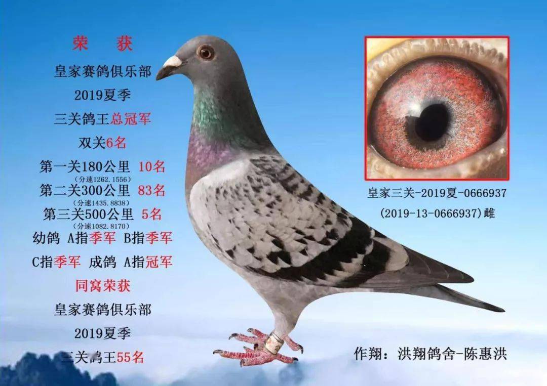 信鸽电子环怎么确定坏没坏 a9fdd1bfdea647aba6c9ab4f90807b57.jpeg