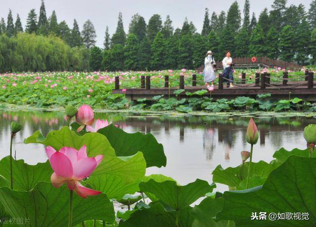 南京高淳固城湖水慢城荷花旅游节开幕,千亩荷花竞相绽放美不胜收