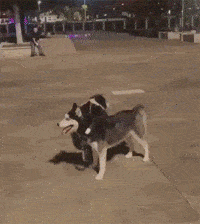 网友让德牧带着哈士奇出门,结果二哈就崩溃了,画面不忍直视!