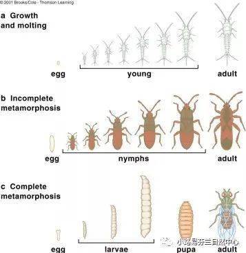 生物教案下载_初一生物教案_生物入侵者教案