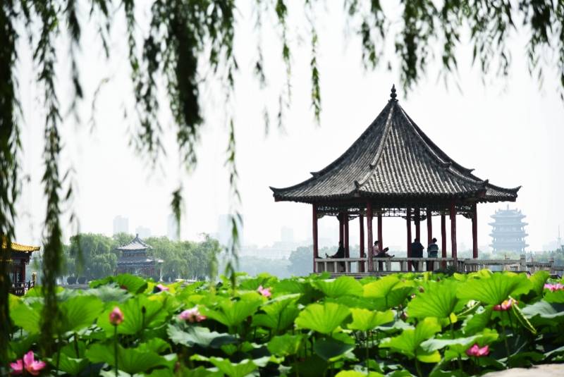 大明湖|夏至，一年中最热的日子要来了，荷花正当红（组图）