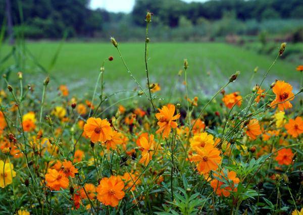 刘颖|雨后天马山