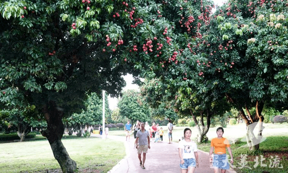 北流市花果山公园城市里的荔枝园