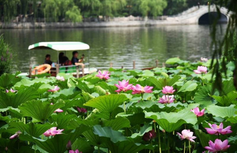 大明湖|夏至，一年中最热的日子要来了，荷花正当红（组图）