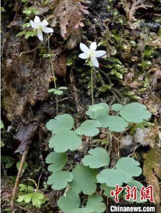成果|世界自然遗产丹霞山召开生物多样性保育成果发布会