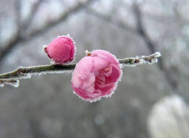 谁说梅花没有泪动态曲谱_谁说梅花没有泪图片