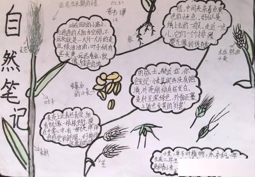 指导老师|看看孩子们的自然笔记来