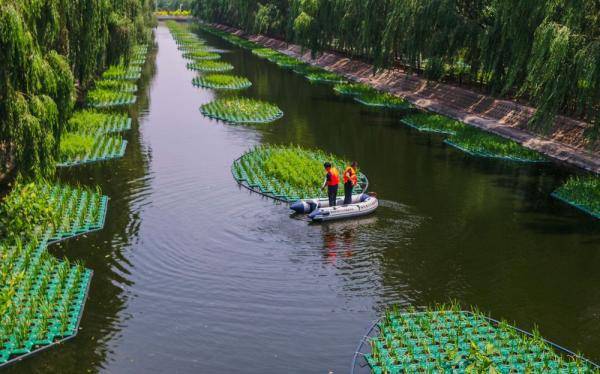 净水|“生态浮岛”净水靓城