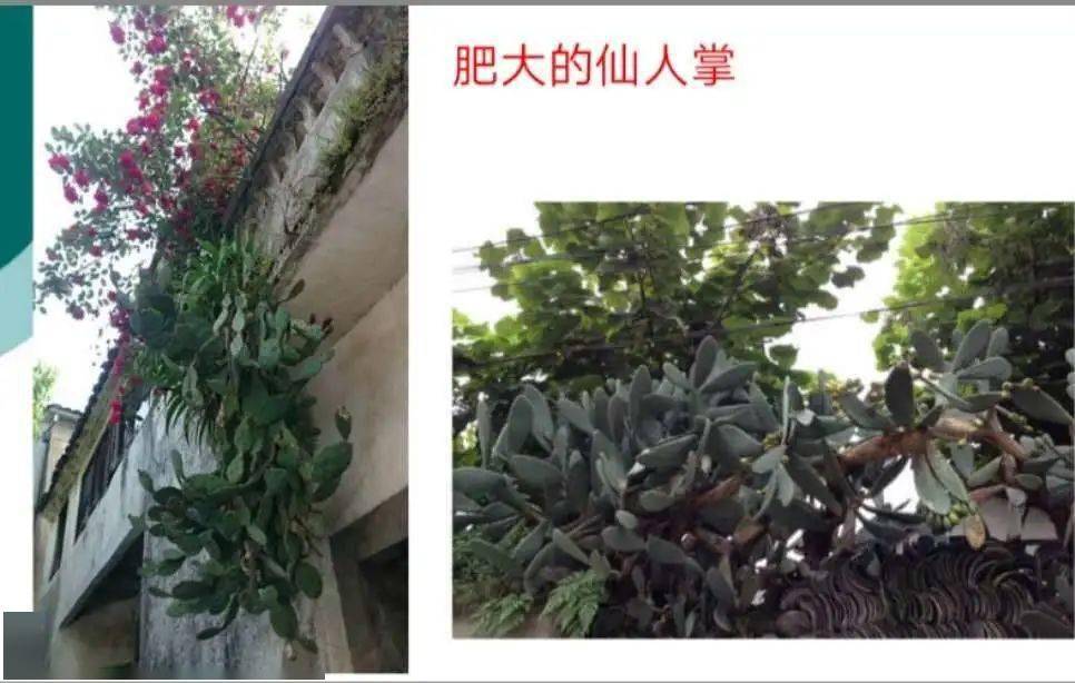 按照一定顺序 选取的主要景物有:仙人掌,菌子,草木,杨梅,雨水