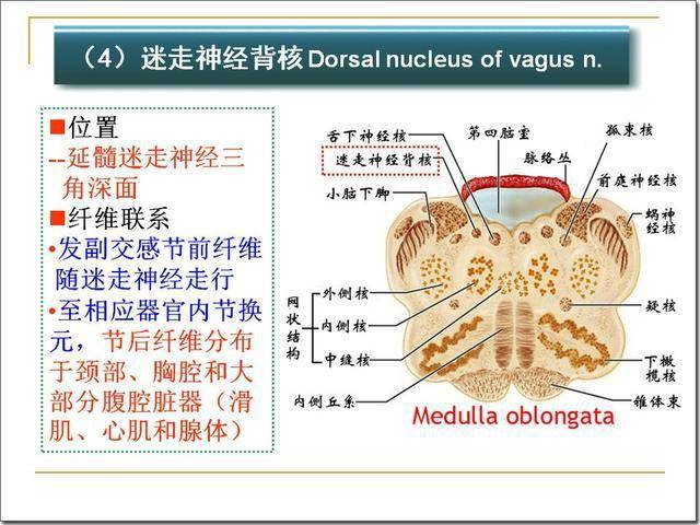 4)参与睡眠发生,抑制痛觉传递 中缝核群中的5-羟色胺能神经元,发出