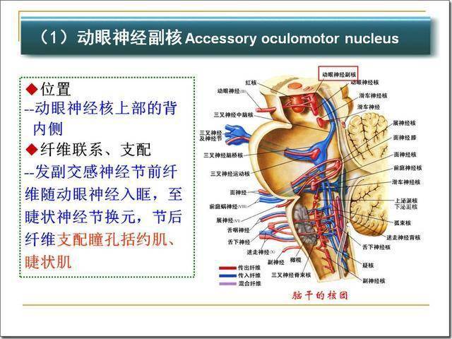 脑干解剖及损害分析_延髓