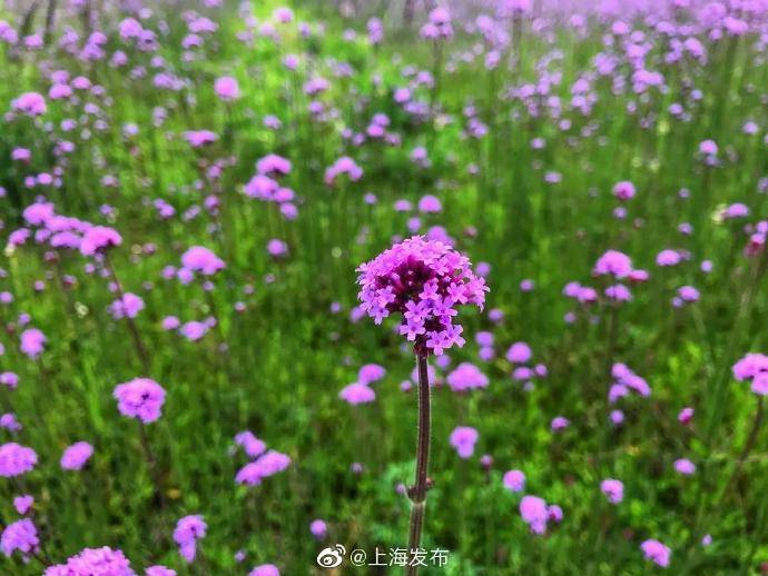 抛开梅雨季的烦闷 让临港的四季美图治愈心灵 手机