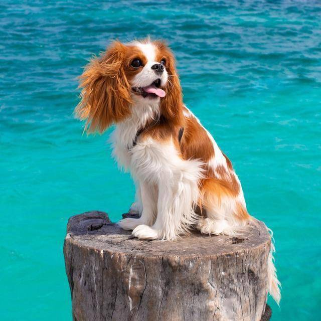 如此漂亮迷人的查理王小猎犬你有见过吗