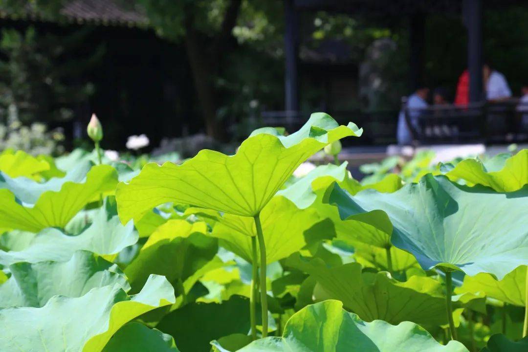 小荷才露尖尖角猜一成语_小荷才露尖尖角图片