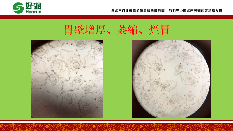 耳状幼体胃的正常形态呈梨形,丰满,胃壁薄而清晰,胃液颜色较深,胃内有