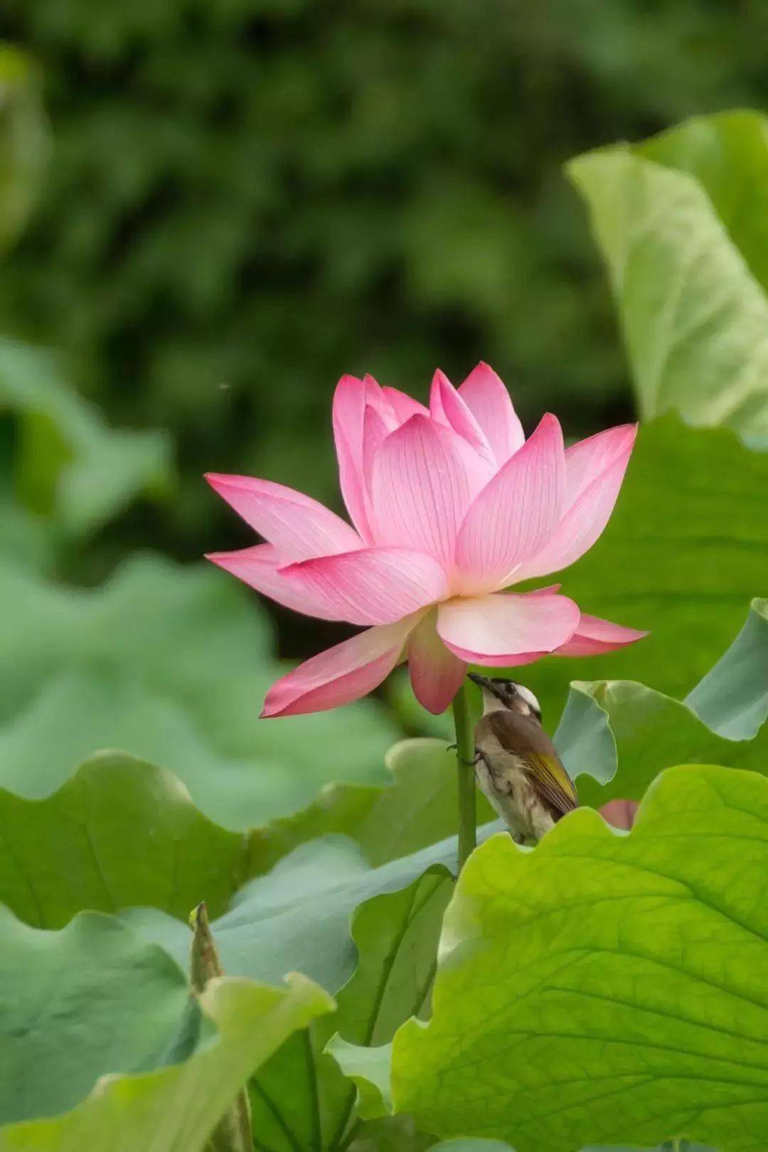 雨打荷花花更艳