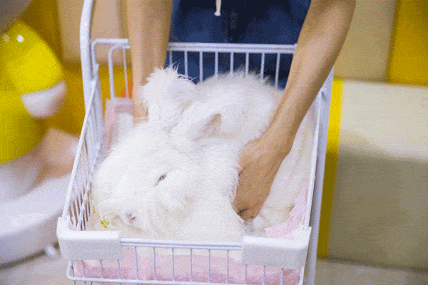 成都第①家『巨型兔兔』咖啡店,毛茸茸手感好!