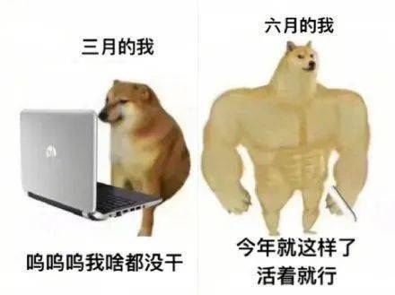 肌肉犬和小废狗对比合集,个个都是真实的你!