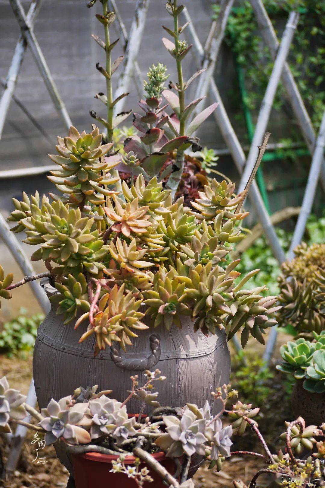 多肉种植土图解 a50d9799c55946c9b20fcf83ff5d1dbc.jpeg