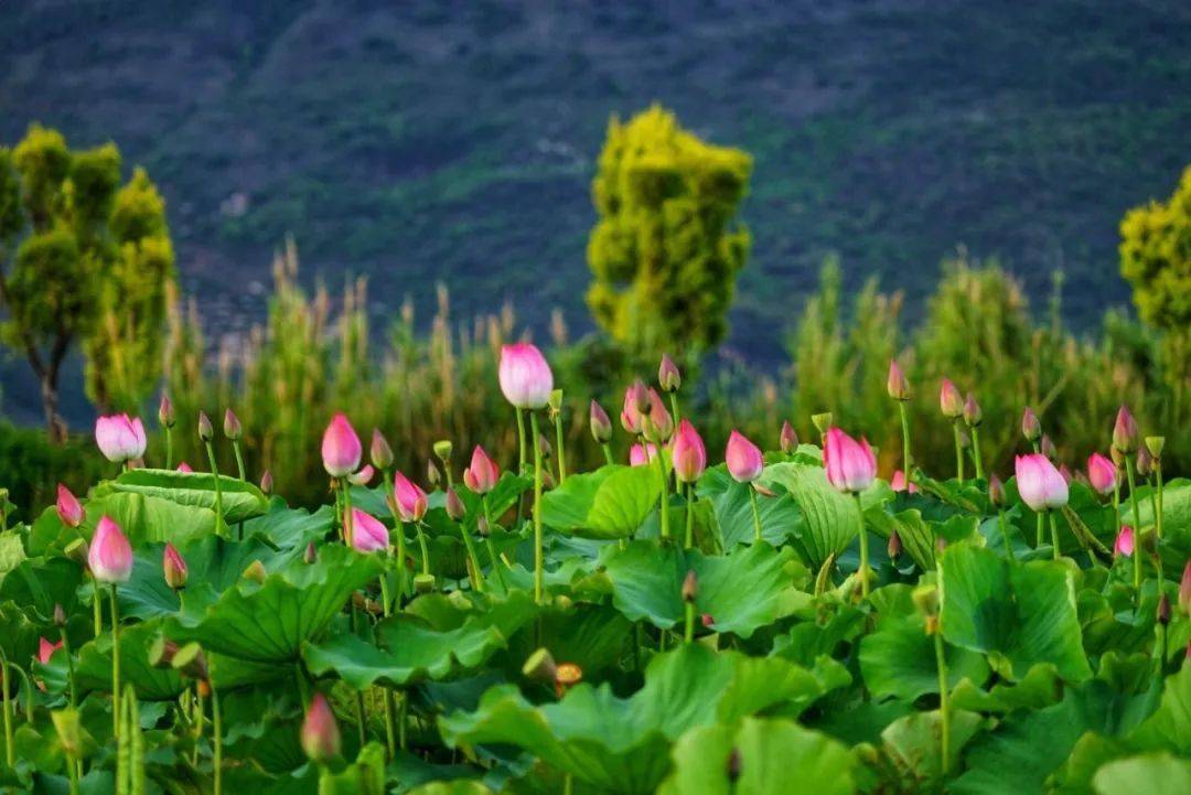 异龙湖"拍了拍"你:端午来赏荷花