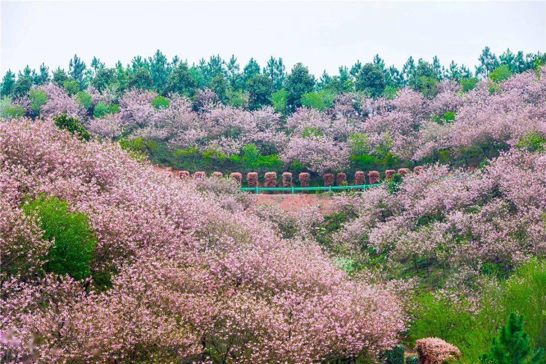 印象泾县 || 时光里的马头祥
