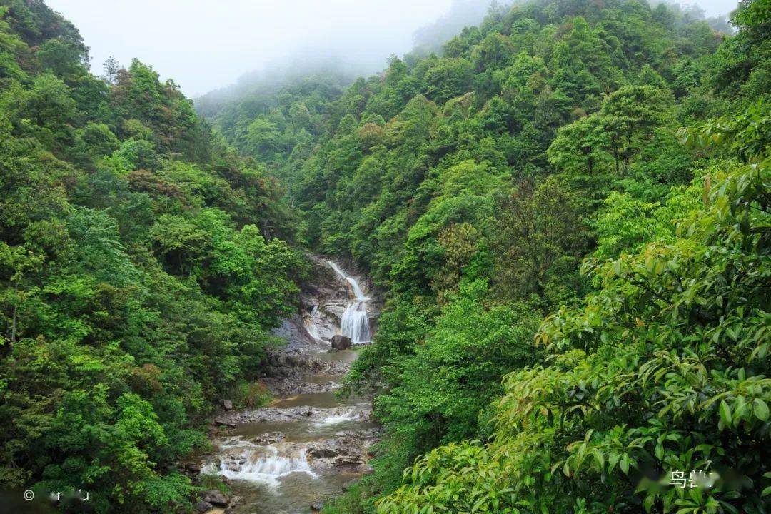 仍有大片原始的亚热带常绿阔叶林中国南方生物多样性最好的地区之一是