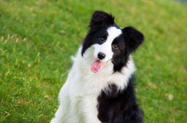 边牧是什么体型的犬 05d5857cf9054d1bbb598114733b0702.jpeg