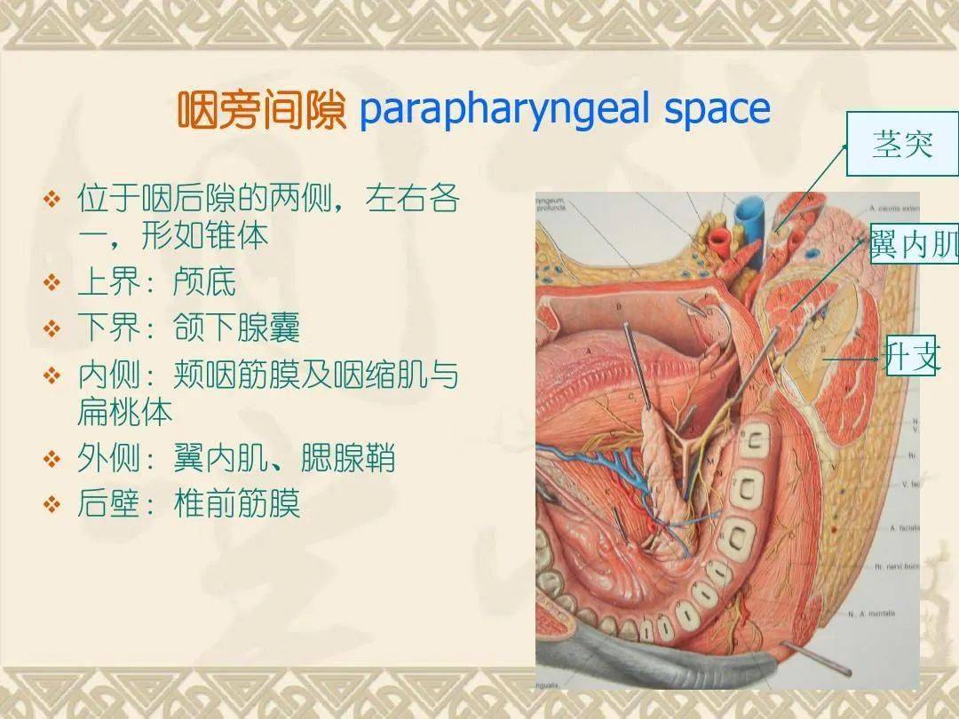 咽喉部解剖最全图解,值得收藏