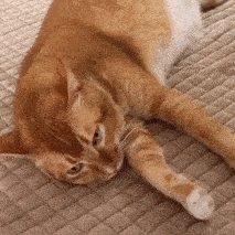 网红猫咪 | 沙雕猫咪敦敦表情包(三)