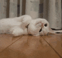 表情包|今天也是棒棒的小猫!_手机搜狐网