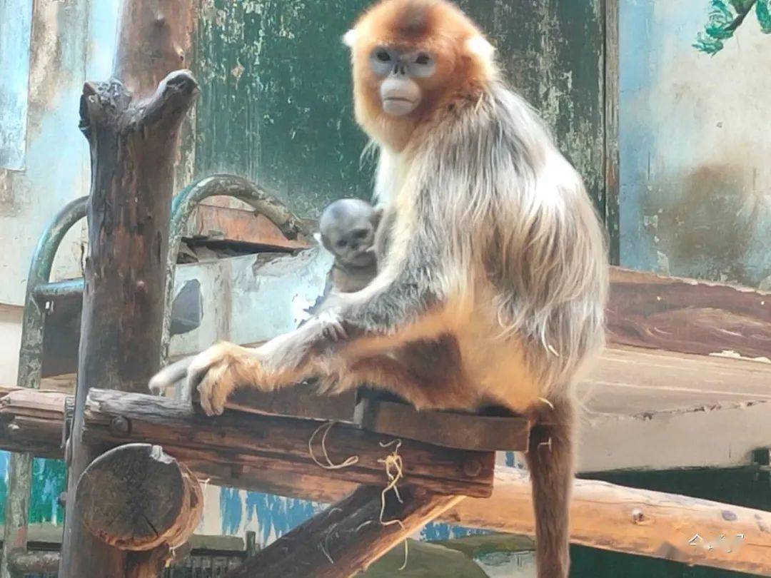 毛色|“国宝”川金丝猴“美女宝宝”迎客啦！