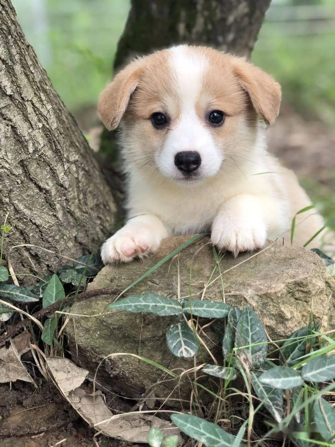 柯基排名_小型宠物犬排名柯基(2)