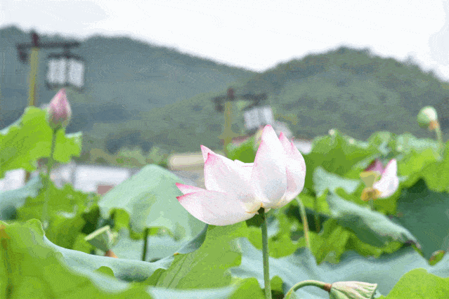 梦里桃乡的花海,一入夏就成了仙境,每一眼都是