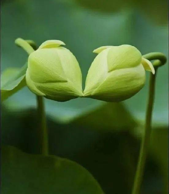 留不住花开,可留下花红; 留不住花香,可留下花语; 留不住时光,可留下