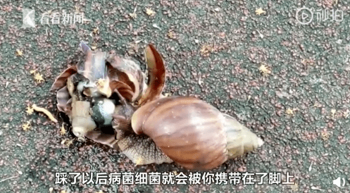 蜗牛的视频吃东西 991df900867647afa4947a12fa117186.png