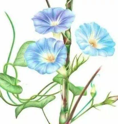 彩铅花卉教程:牵牛花的画法步骤过程图