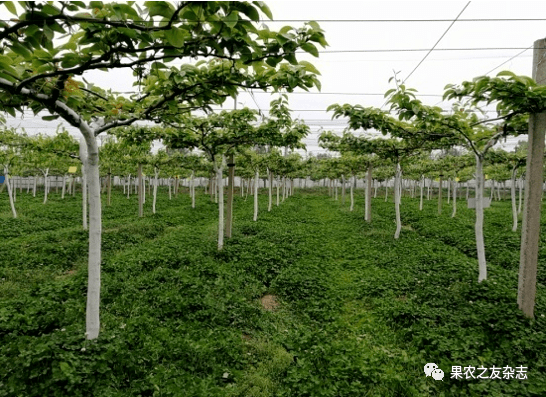 伍涛图解梨树双臂顺行式新型棚架栽培模式