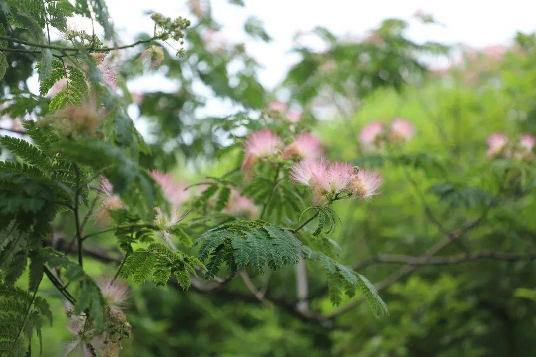 想把淮工夏日的句子写长一点等风等你