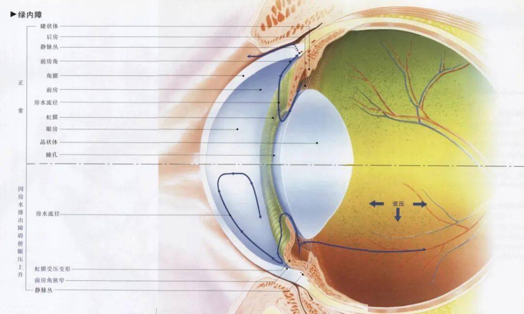 房水是由睫状体中睫状突产生的,然后进入后房,并经瞳孔流入前房,再经