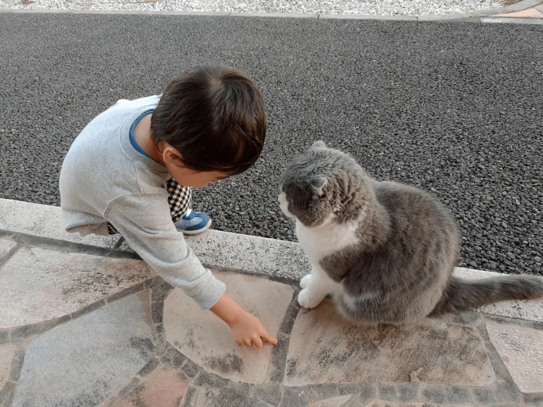 听说和宠物一起长大的孩子,都特别皮._猫猫