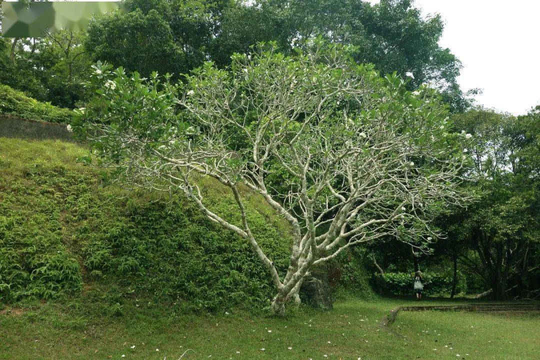 存墨美学 × 旅行 卢努甘卡的山野别墅 (2)开阔的玉桂丘与幽深的罐坡