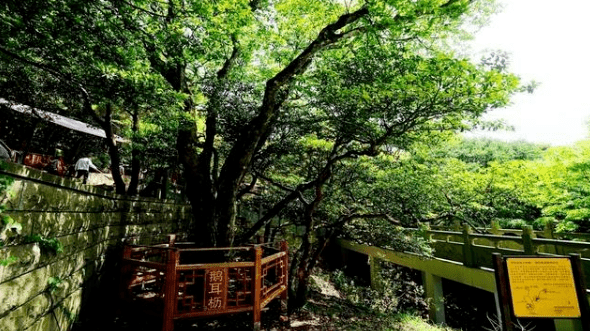 1930年,植物分类学家钟观光教授第一次来到浙江舟山的普陀山自然风景