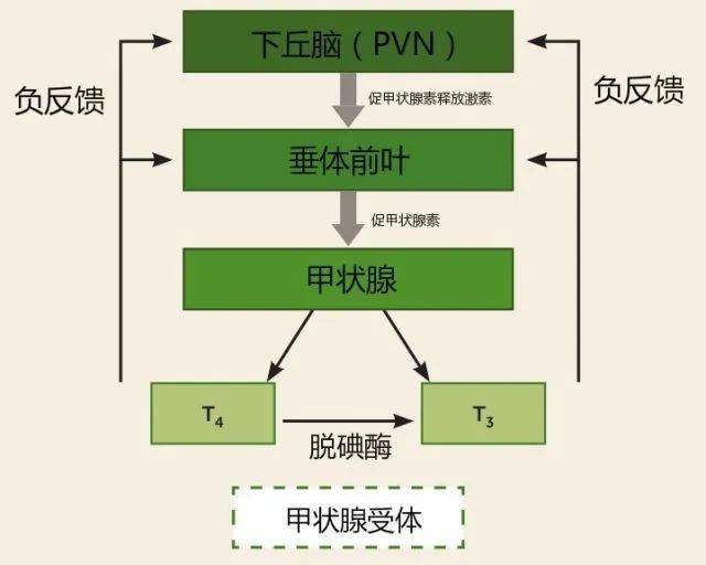 刺激垂体前叶向外周循环释放促甲状腺激素(tsh)