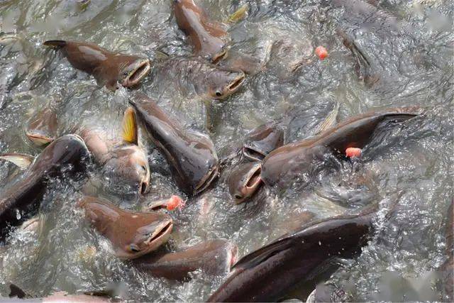 鲶鱼|到底是什么鱼?能不能放心吃烧烤摊15元一条的烤鱼