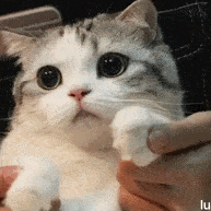 喵星人表情包再次来袭!