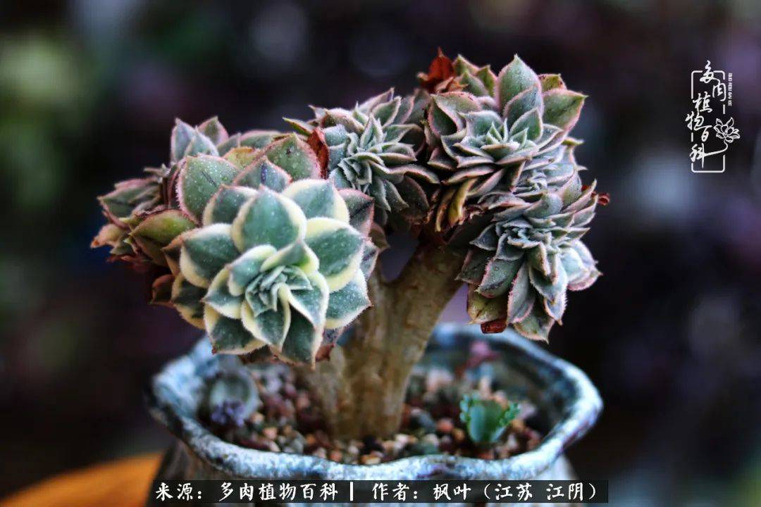 万圣节黑法师冰铜后记:六月的包邮区,天空是漏的,每天除了雨还是雨.