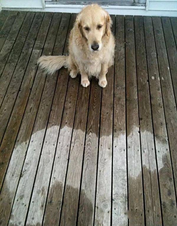 准备好迎接雨天的狗狗们!