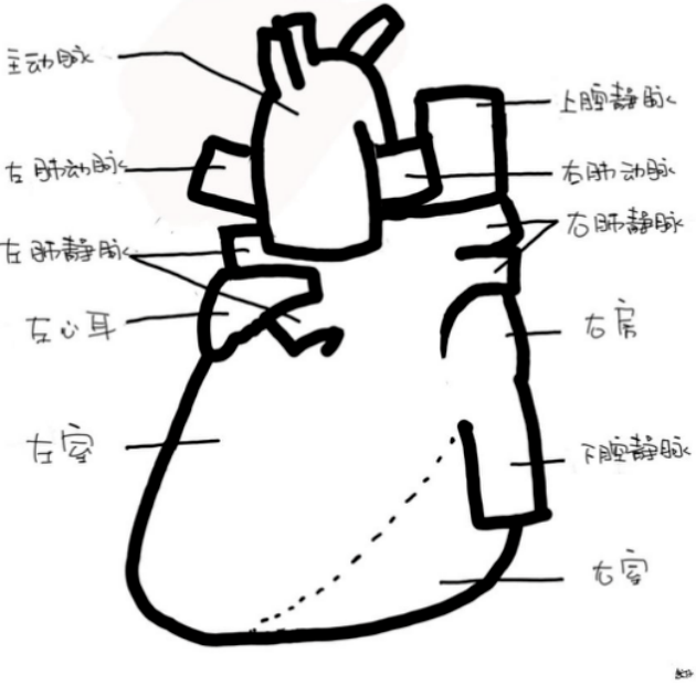 心尖图文详解 | 心超切面不会打？看这一篇就够了！