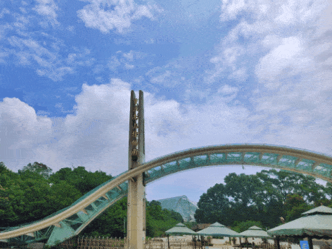 荷花本是水生花卉,但在南山植物园的精心栽培下,一片片盆栽荷花伴着